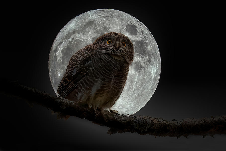 Owl In The Moon Photograph by Samir Sachdeva