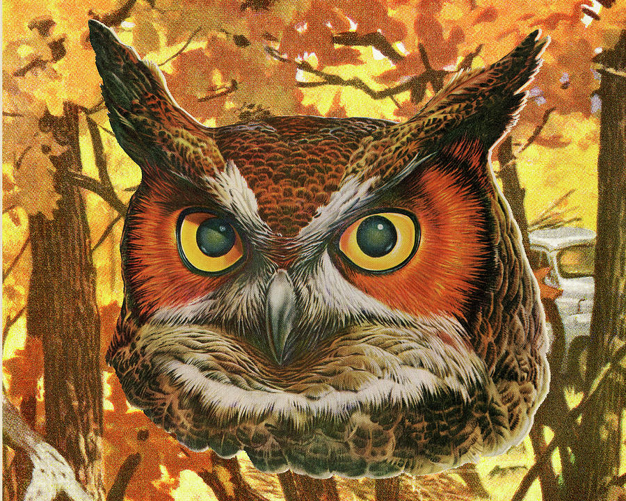 Fall Drawing - Owl in the Woods by CSA Images