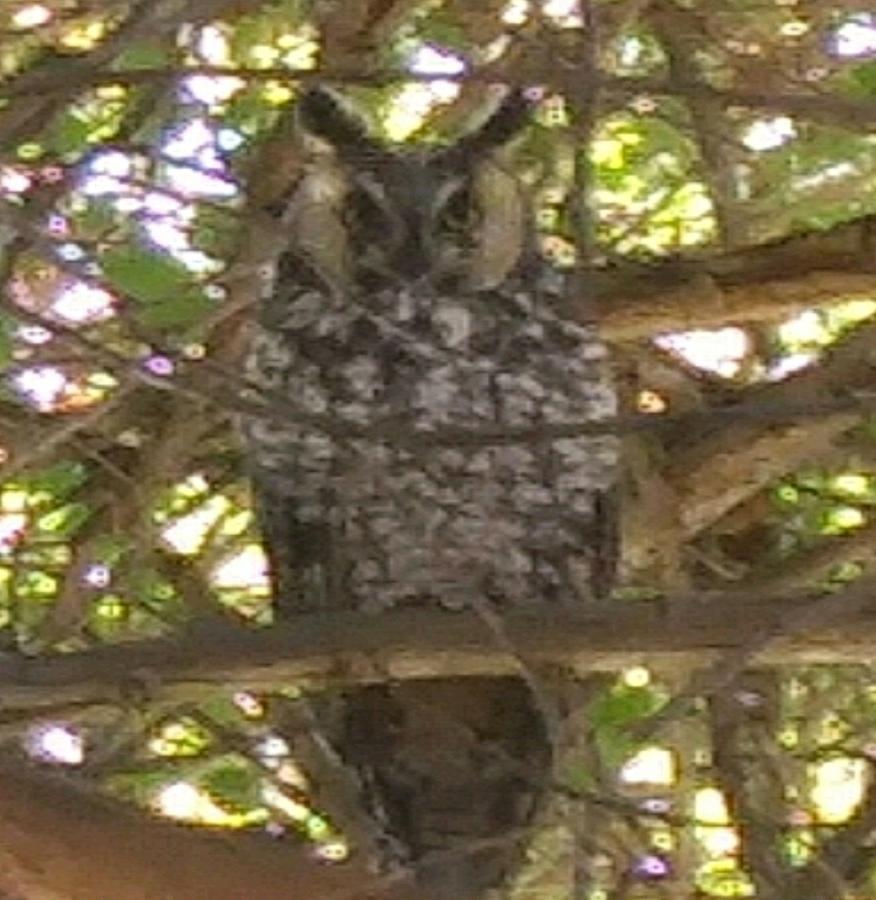 Owl Photograph By Joanne Harrison