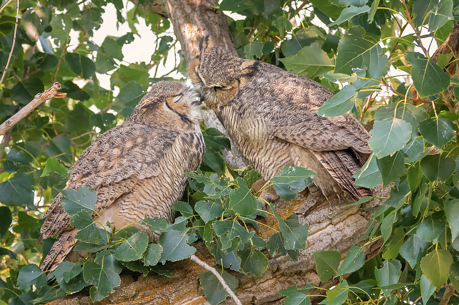 Owl Kiss Photograph by Loree Johnson