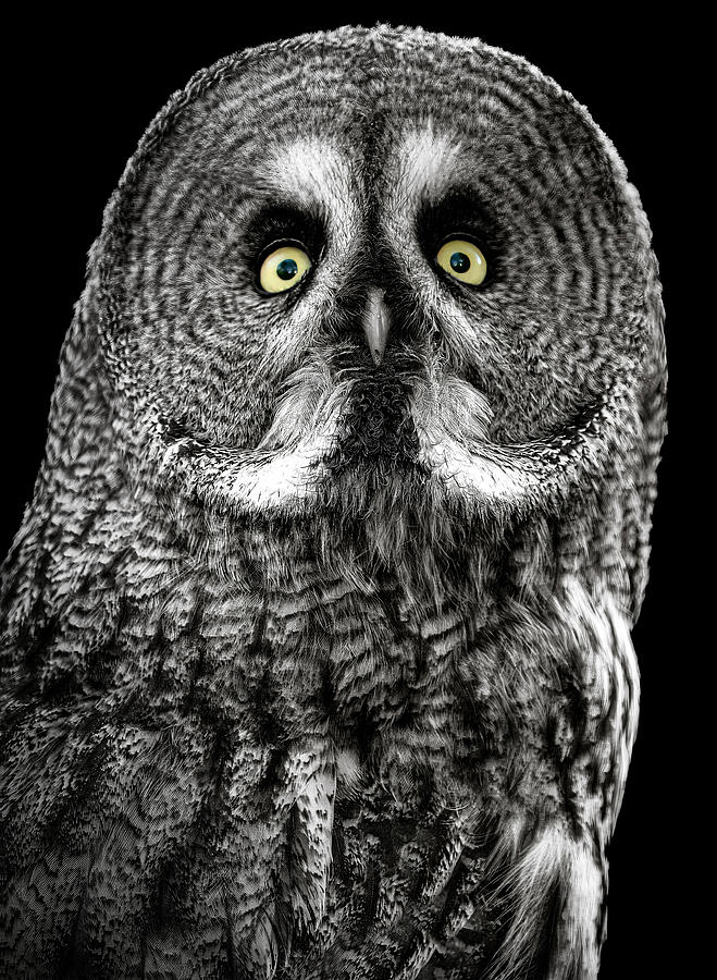 Owl Photograph - Owl by Lee Kershaw