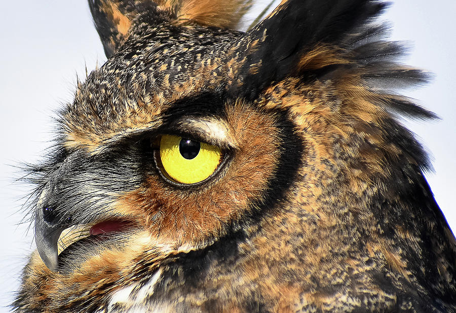 Owl Photograph by Michelle Wittensoldner