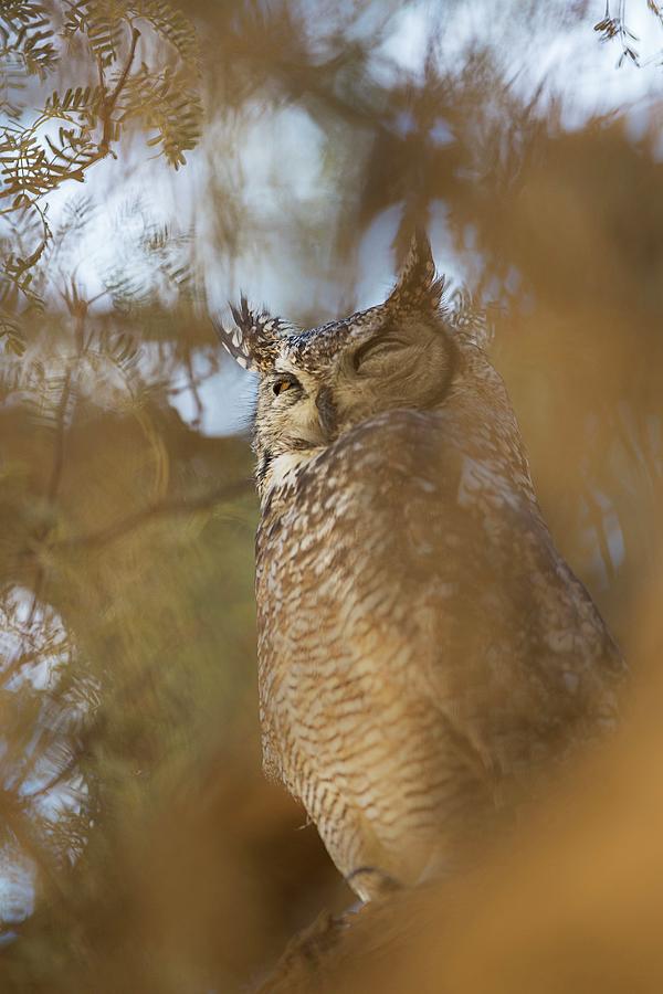 Owl, Namib Desert, Namibia Digital Art by Marco Gaiotti
