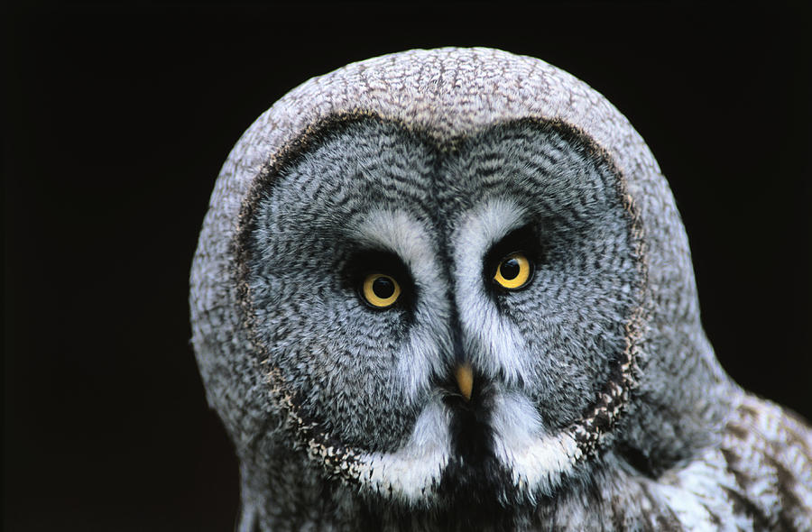 Owl Digital Art by Oliver Giel