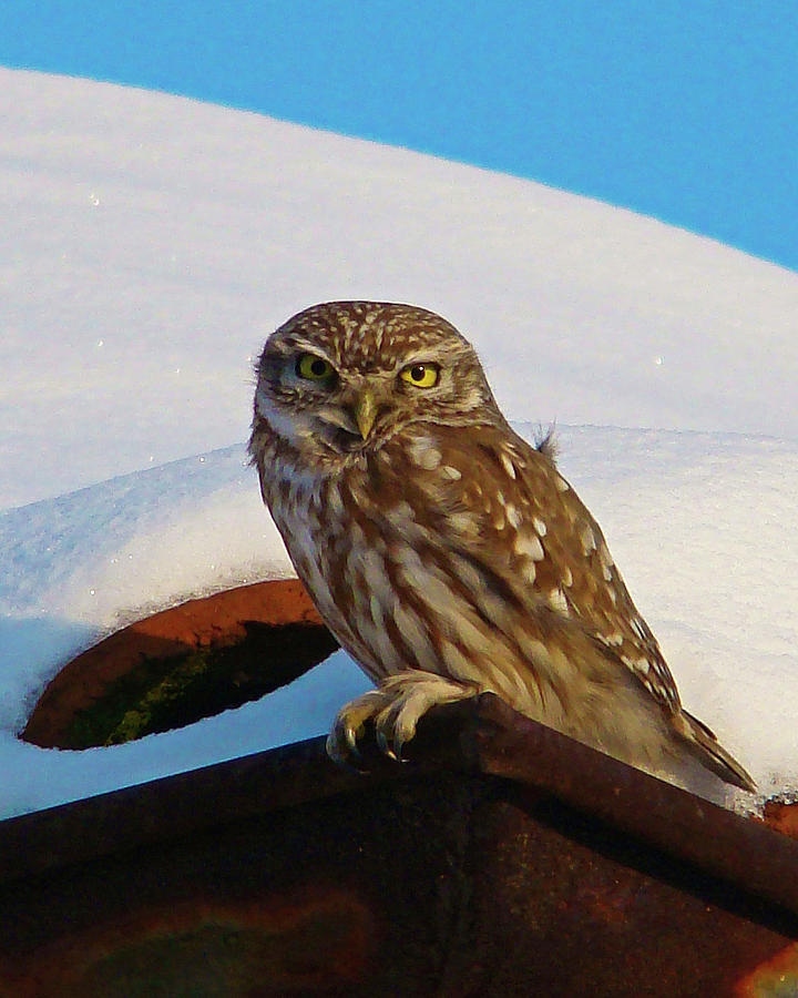 Owl on a snowy roof by Darren Weeks Owl on a snowy roof by Darren Weeks