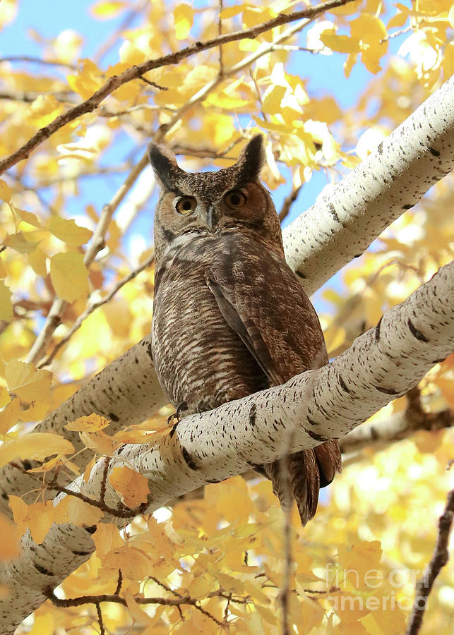 Animal Photograph - Owl on Autumn Branch by Carol Groenen