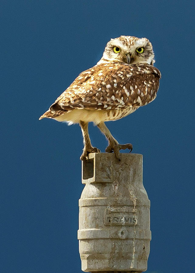 Owl on the Sprinkler Head by Jack Peterson Owl on the Sprinkler Head by Jack Peterson