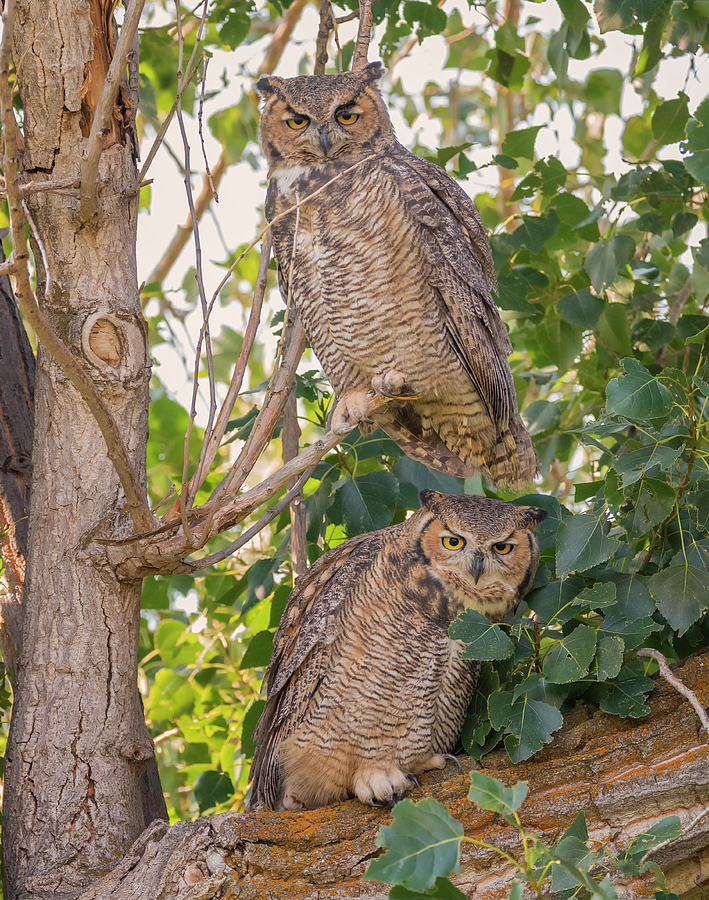 Owl Pair Photograph by Loree Johnson