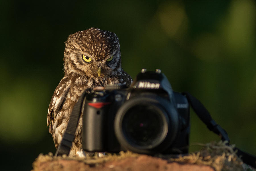 Paper Shoot Camera Купить