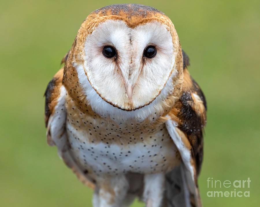 Owl Portrait Photograph by Alma Danison