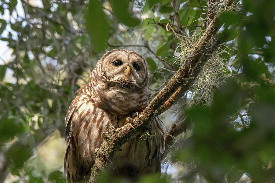 Owl Portrait Photograph by John Ruggeri - Fine Art America