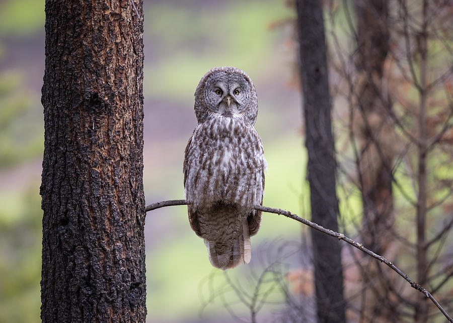 Owl Portrait Photograph by Tony Xu