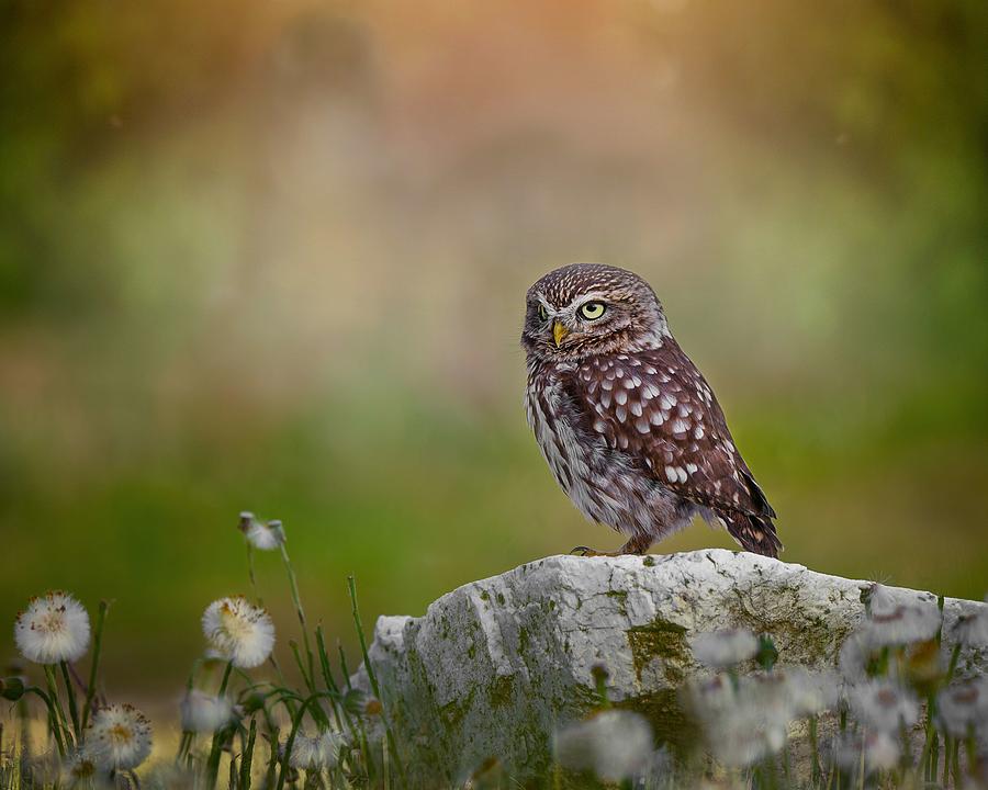 Owl Resting On The Stone Photograph by Michaela Fireov