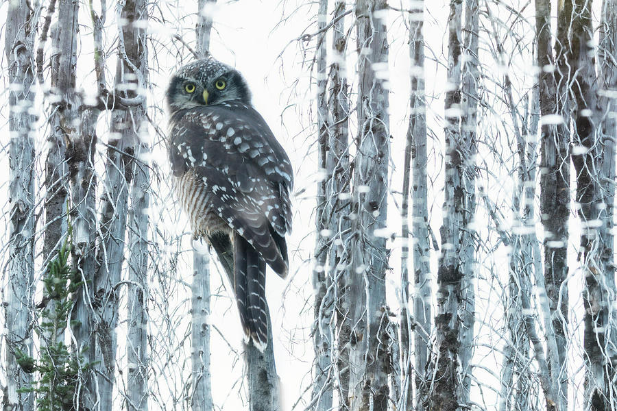 Owl, Rocky Mountains, Canada Digital Art by Heeb Photos