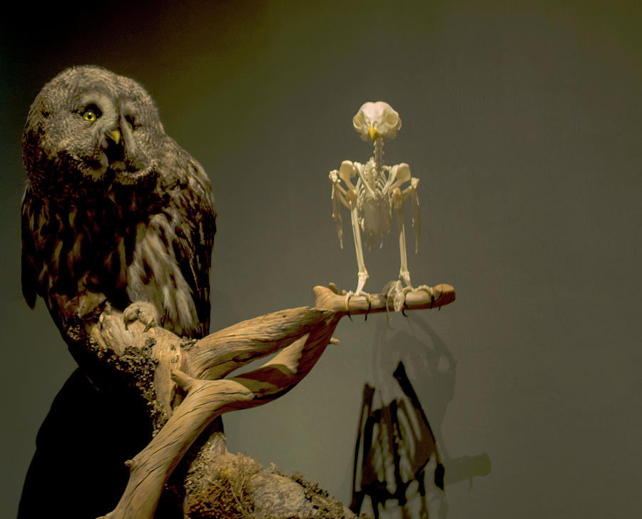 owl skeleton by Jarmo Honkanen owl skeleton by Jarmo Honkanen