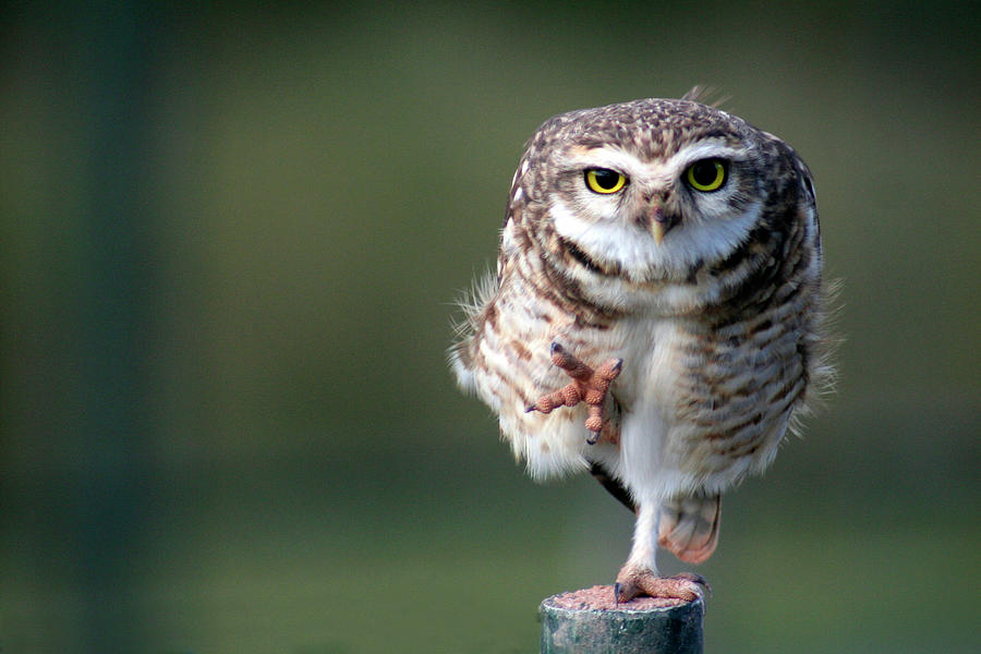 Owl Standing One Leg Photograph by Adriana Casellato