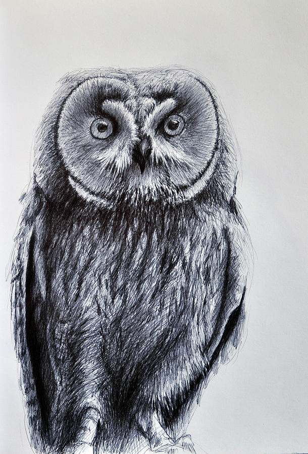 Owl Standing Drawing by Rick Hansen