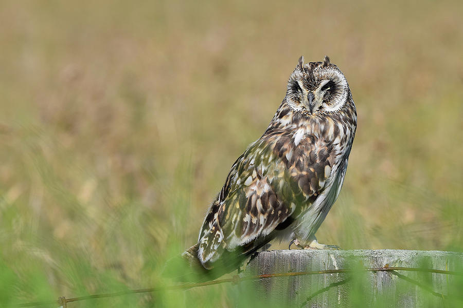 Owl Staring by Pamela Walton Owl Staring by Pamela Walton