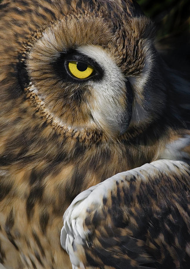Owl Strikes A Pose by Scott Bourne Owl Strikes A Pose by Scott Bourne