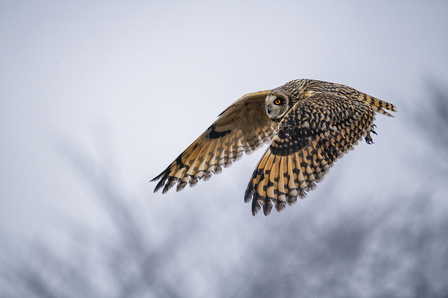 Nature Photograph - Owl by Tiger Seo