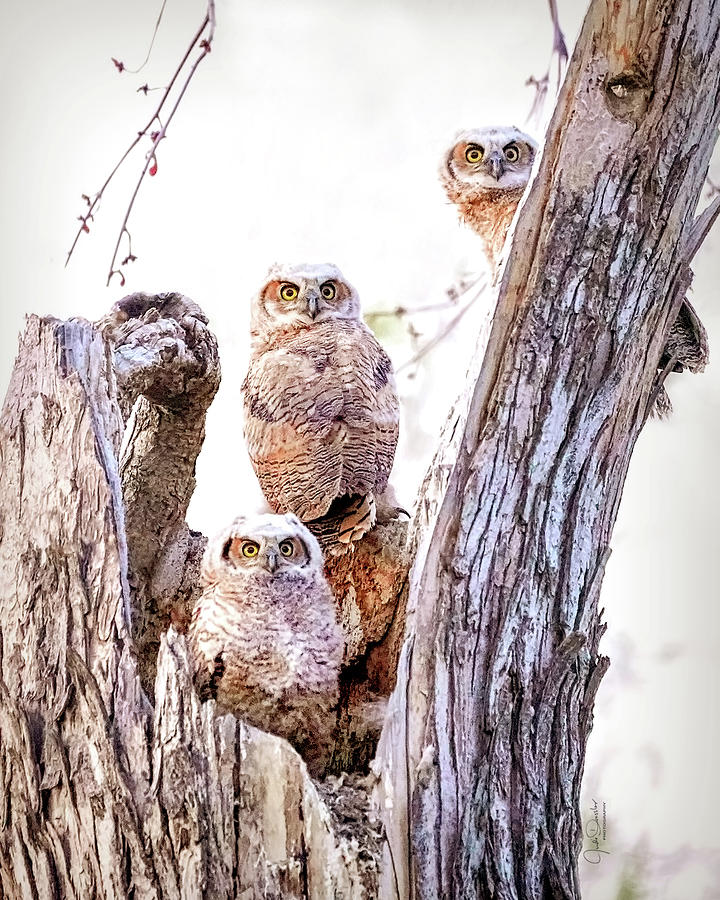 Owl Trio Standing Guard Photograph by Judi Dressler