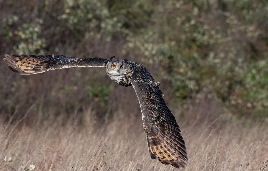 Owl Turning Photograph by Mark Hunter - Fine Art America