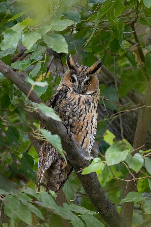Owl Photograph by Vida