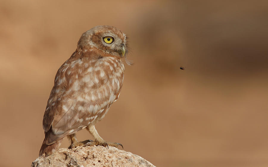 Owl Photograph - Owl Vs Bee by Assaf Gavra