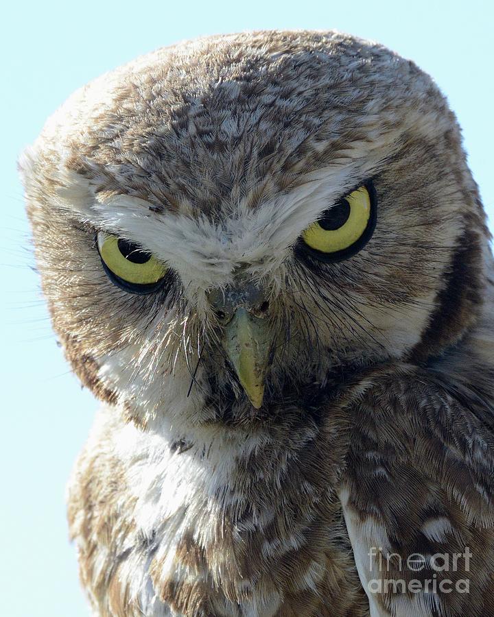 Owl With Attitude Photograph by Robert Buderman