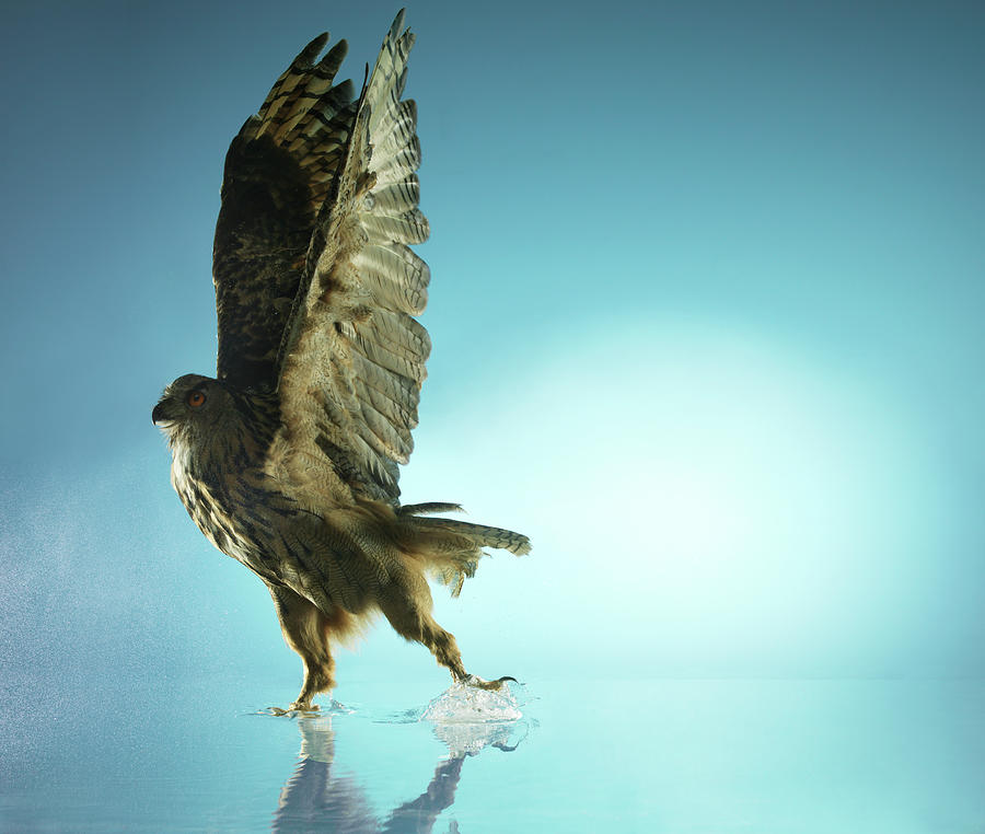 Owl With Wings Raised, Studio Shot Photograph by Biwa Studio