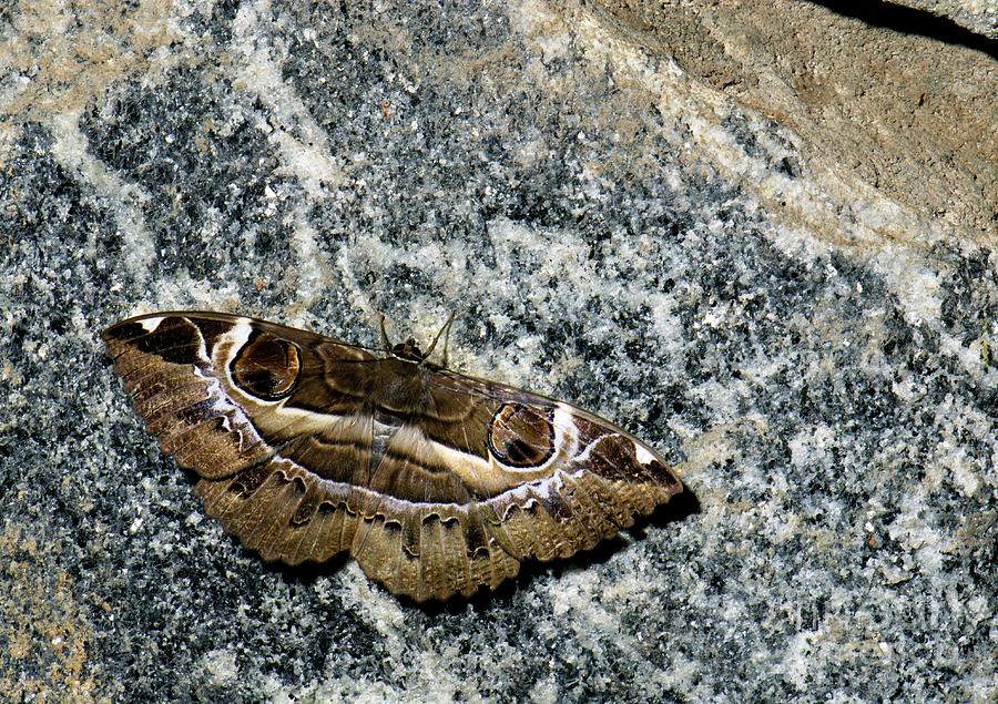 Owlet Moth Photograph by K Jayaram/science Photo Library