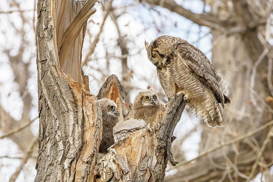 Owlets Pay Attention to Mom Photograph by Tony Hake