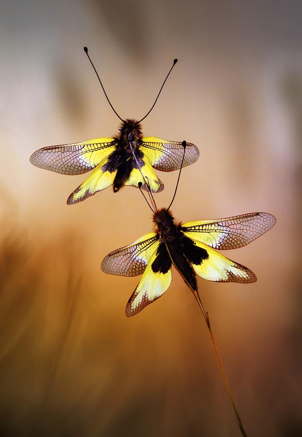 Insects Photograph - Owlflies by Jimmy Hoffman