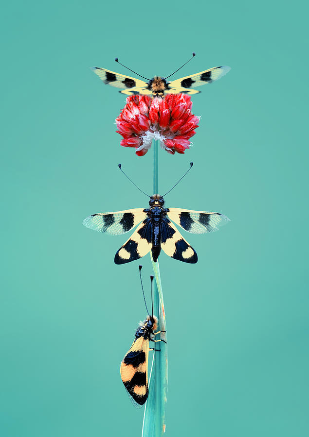 Nature Photograph - Owlfly by Mustafa ztrk