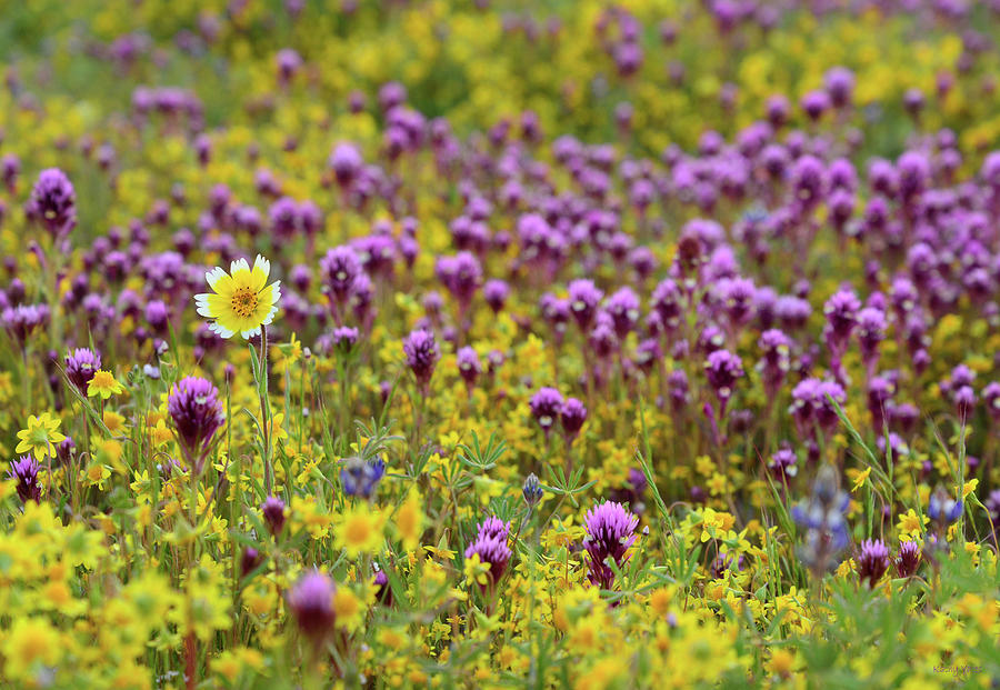 Owls Clover And Wildflowers At Shell Creek Photograph