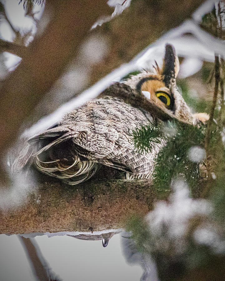 Owls Eye Photograph