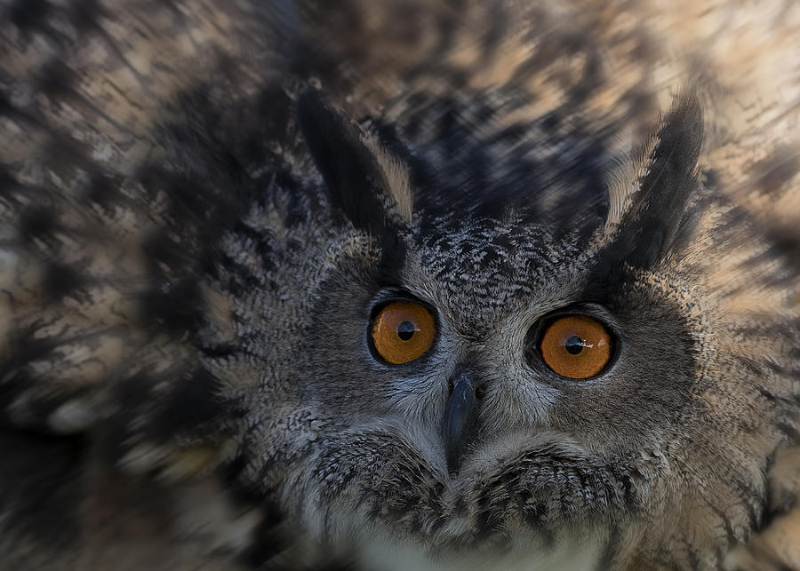 Owls Eye Photograph by Purple Bamboo
