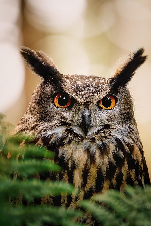Owls Gaze Photograph by Michaela Fireov