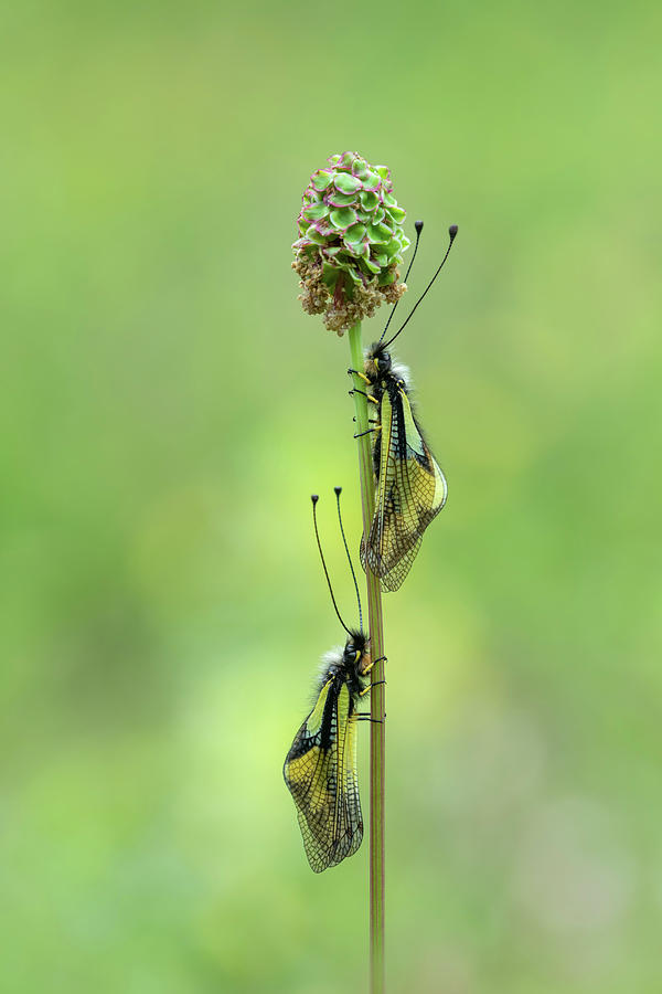 Owly Sulphur Owlfly Two Resting On Flower Head, Pyrenees Photograph by ...