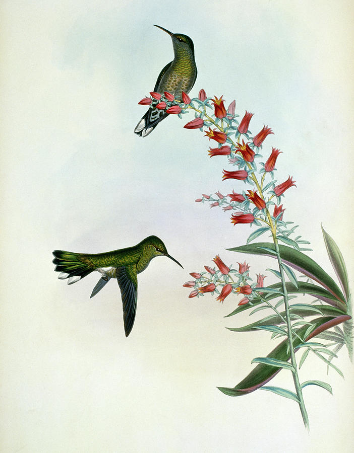 Ownes Sabre-wing..by Gould Painting by Academy Of Natural Sciences Ownes Sabre-wing..by Gould Painting by Academy Of Natural Sciences