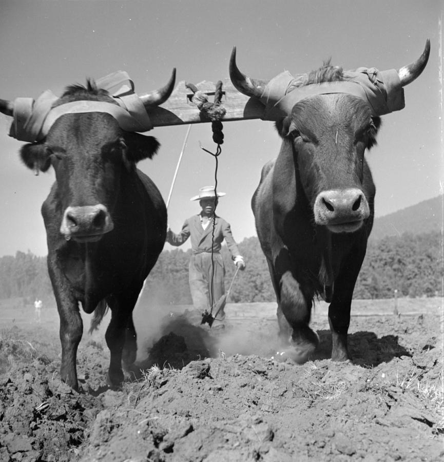 Ox And Plough Photograph by George Pickow