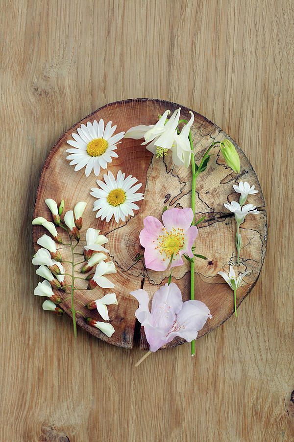 Ox-eye Daisies, Aquilegia, Dog Rose, Ladys Smock And Chickweed On Wooden Board Photograph by Frdric Jacquet