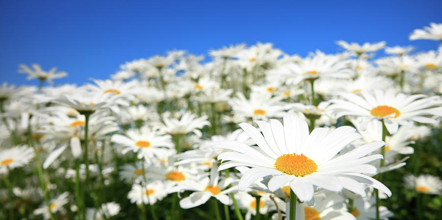 Ox-eye Daisies Photograph by Chris Ladd