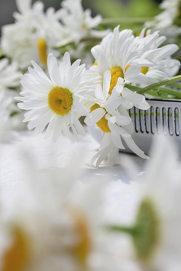Ox-eye Daisies On Table Outdoors Photograph by Sabine Lscher