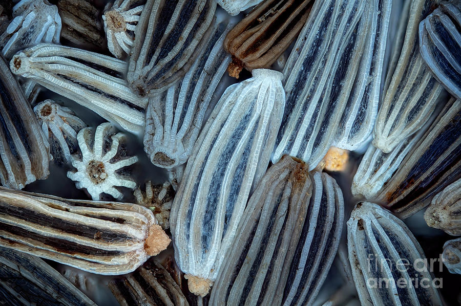 Ox-eye Daisy (leucanthemum Vulgare) Seeds Photograph by Frank Fox/science Photo Library
