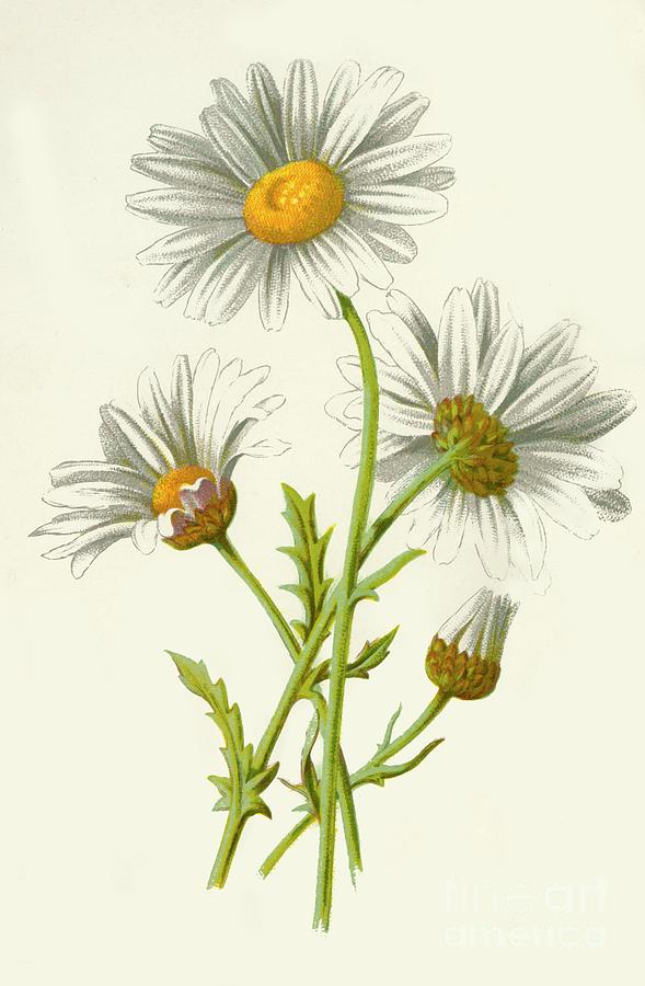 Download Ox Eye Daisy By Print Collector