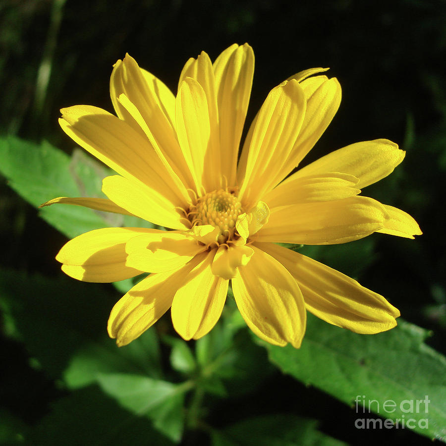 Ox Eye Sunflower 1 Photograph by Amy E Fraser