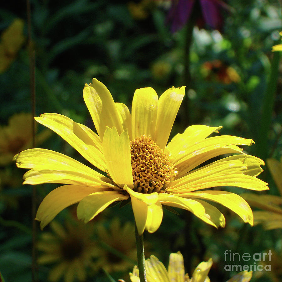 Ox Eye Sunflower 15 Photograph by Amy E Fraser