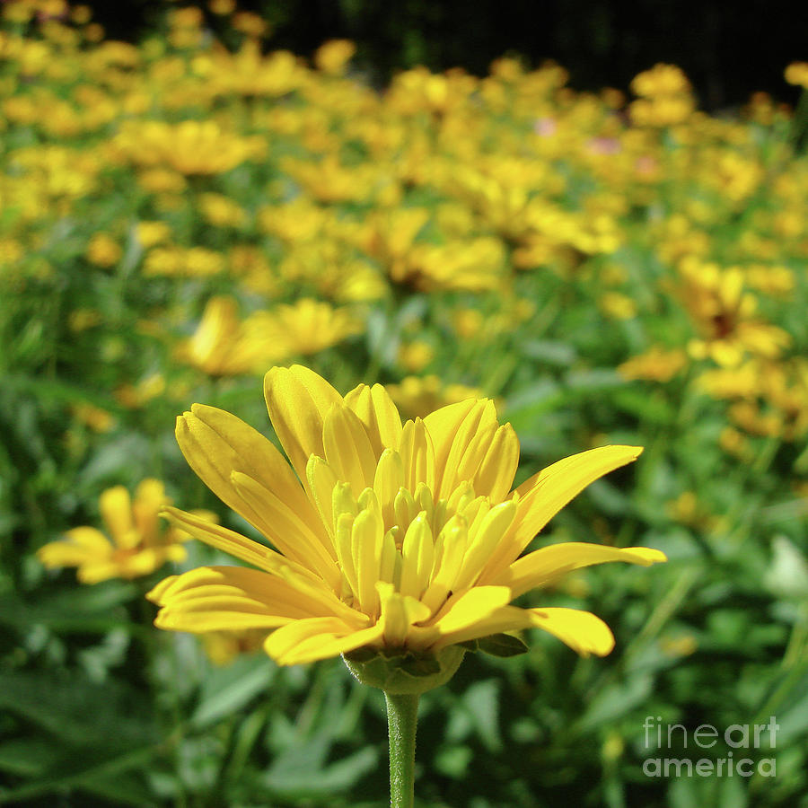 Ox Eye Sunflower 6 Photograph by Amy E Fraser