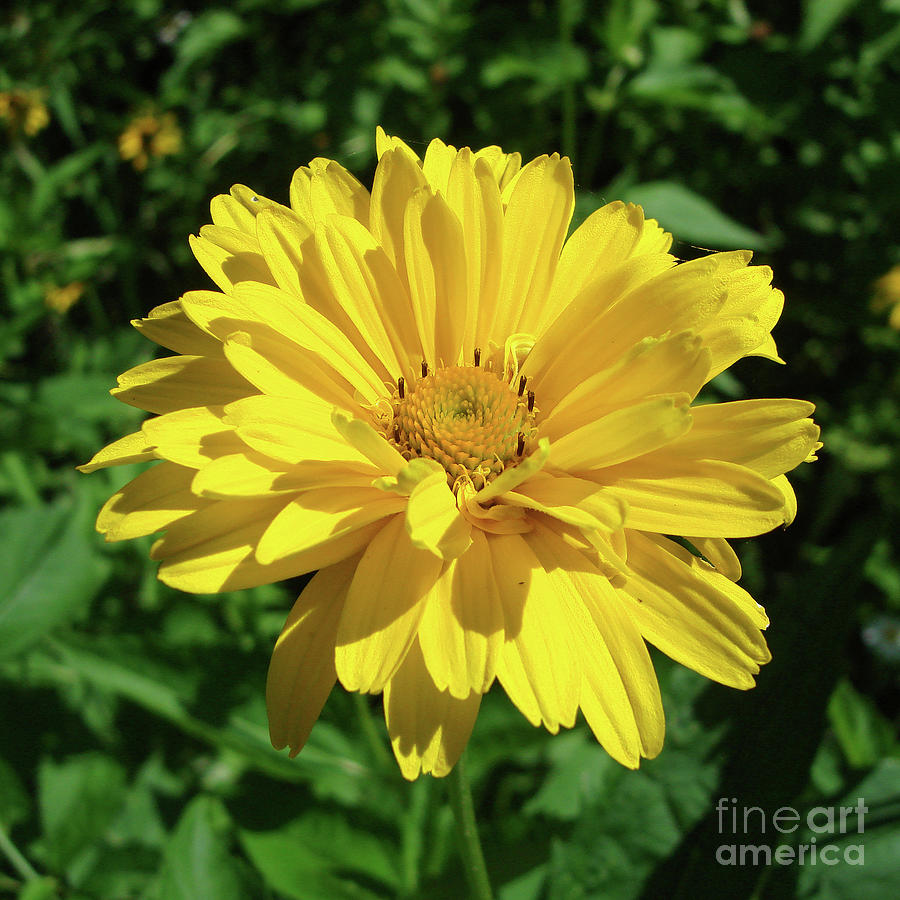 Ox Eye Sunflower 7 Photograph by Amy E Fraser